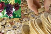 На розвиток волинського хмелярства виділили понад 1,8 мільйона гривень