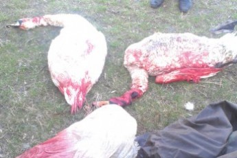 На Волині невідомі розстрілювали лебедів в заповіднику