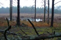 Екологічна катастрофа на Волині: знищуються заказники і заповідники