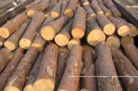 На Волині підприємливі контрабандисти заховали сигарети у колодах