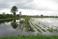 На Волині підприємець затопив сільські пасовища для худоби