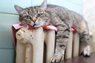 Чи подадуть лучанам тепло за графіком