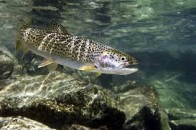 На Волині розводитимуть форель