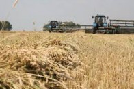 Волинські аграрії намолотили 900 тисяч тонн зерна