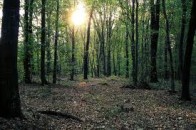 Викрито лісників з Волині, які лиш вдавали боротьбу з лісопорушеннями