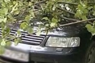 У Луцьку дерево впало на автівку і мало не розчавило людину