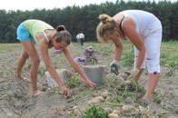 Волинські виробники бульби зазнають збитків через «картопляний хаос»