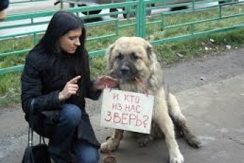 У Луцьку найкраще захищають тварин