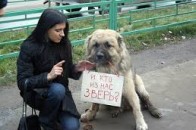 У Луцьку найкраще захищають тварин