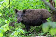 Луцького бізнесмена затримали за браконьєрство