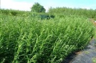 Російський газ на Волині успішно замінюють вербою