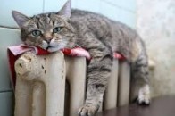 У яких закладах Волині опалювальний сезон розпочнеться раніше