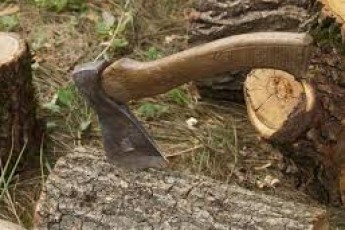 Спритним лісорубам з Волині «світить» кримінал