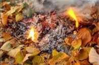 Скільки заплатять лучани за спалене листя