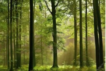 Хто господарює у волинських лісах