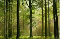 Хто господарює у волинських лісах