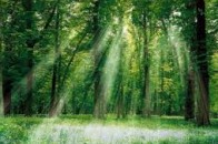На Волині зникають ліси