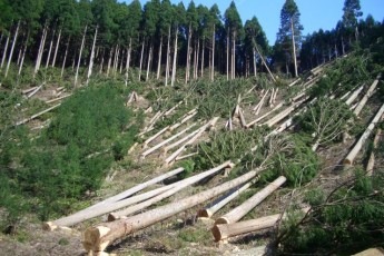 Двоє лісорубів з Волині нарубали дерев на тюремний строк