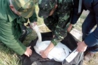 Екоінспектори з Волині рятували пораненого лебедя