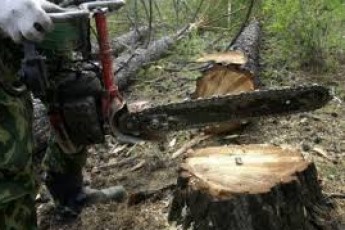 На Волині зловили підпільного лісоруба