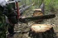 На Волині зловили підпільного лісоруба