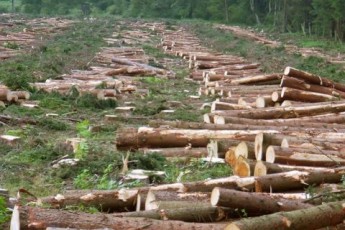 Лісництво на Волині обікрали на 500 тисяч гривень