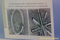 Авто на луцькому штрафмайданчику: підміна чи злочин, - ЗМІ