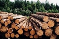 На Волині почали більше заготовляти лісу