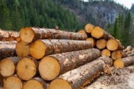 Волинський ліс вивозять до Польщі