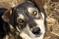Лучан закликають реєструвати домашніх собак
