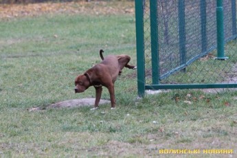 Вигул і прогулянка: чи готові лучани прибирати за своїми улюбленцями ФОТО