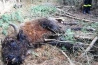 На Волині виявили мертвого зубра