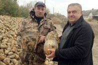 Чому волиняни не раді рекордному врожаю цукрових буряків