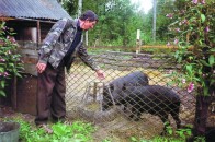 Волинянин вивів нову породу свиней