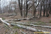 Луцький парк «пускають» на дрова ВІДЕО