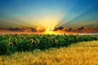 Брак інвесторів та низькі закупівельні ціни, - реалії сільгосподарств Волині