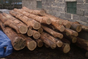 Волинянин незаконно рубав дерева в захисній лісосмузі ФОТО