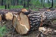 На Волині незаконно нарубали дерев на півмільйона гривень