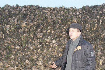 На полях Волині залишилося ще сотні тонн цукрових буряків