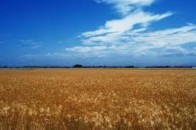 На Волині продовжують роздавати землю