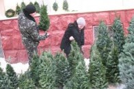 У Луцьку значно поменшало новорічних ялинок