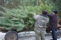 Волинські лісівники - серед лідерів за кількістю проданих новорічних ялинок
