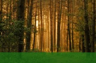 Інвестиційні проекти, як варіант для волинських лісівників