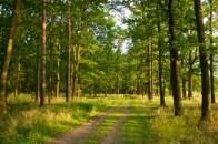 На Волині незаконно вирубують ліс