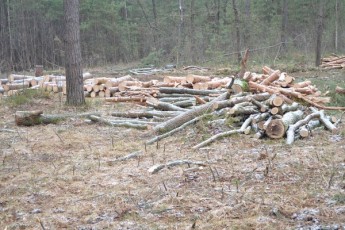 Волиняни бунтують проти незаконної вирубки лісу ФОТО