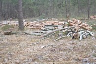 Волиняни бунтують проти незаконної вирубки лісу ФОТО