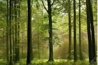 На відновлення лісів Волині торік виділили 8,5 мільйона гривень