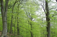 Волинські ліси потерпають через недосконале законодавство