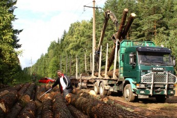На Волині стали більше заготовляти лісу