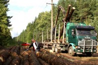 На Волині стали більше заготовляти лісу